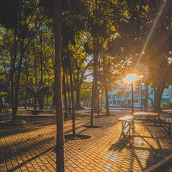 Trees in park at sunset