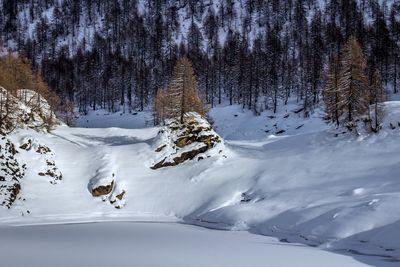 Snow covered land and trees in forest