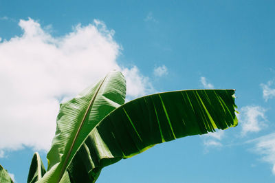 Low angle view of banana tree against sky