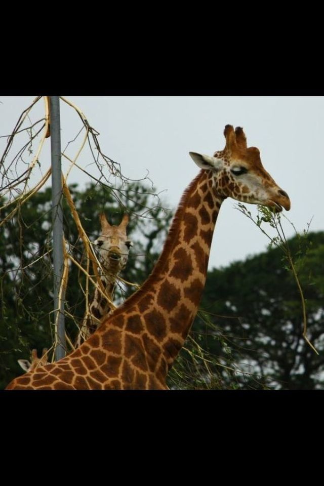 animal themes, animals in the wild, one animal, wildlife, mammal, giraffe, safari animals, clear sky, animal markings, tree, two animals, nature, full length, zoology, outdoors, standing, deer, day, no people, vertebrate