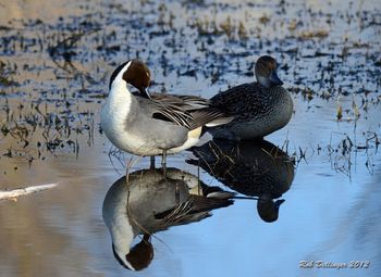 Duck swimming on lake