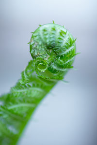 Close-up of green fiddlehead against white background