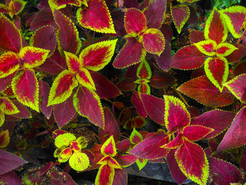 Full frame shot of red flowering plants