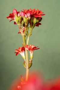 Close-up of red flowering plant