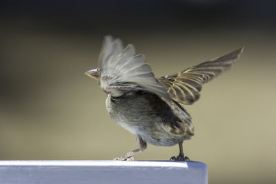 House sparrow in town looking for food. brown bird eating bread and being