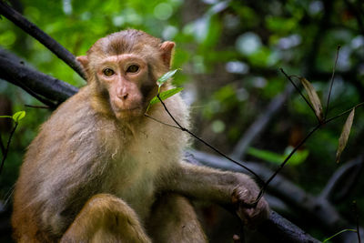 Portrait of monkey sitting in a forest