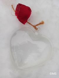 Close-up of red rose on white background