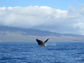 Whale in calm blue sea