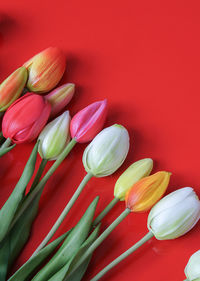 Close-up of red tulips