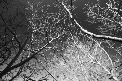 Low angle view of tree against sky