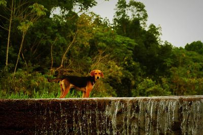 View of dog standing on land