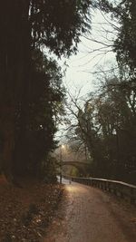 Road passing through forest