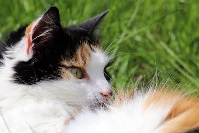 Close-up portrait of cat