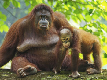 Orangutan with infant