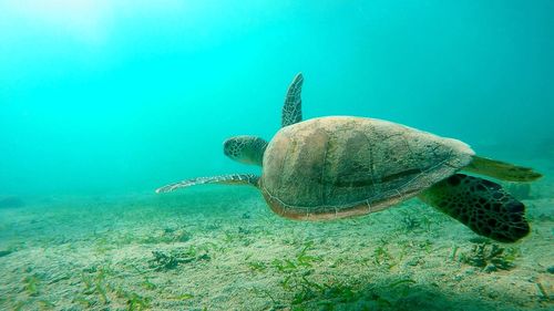 Turtle swimming in sea