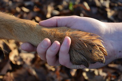 Close-up of human hand holding dog leg