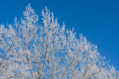 Low angle view of tree against clear blue sky