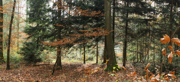 Pine trees in forest during autumn