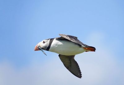 Low angle view of puffin  flying