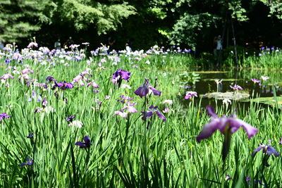 Purple flowering plants