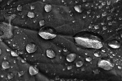 Close-up of water drops on leaf