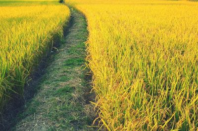 Scenic view of grassy field