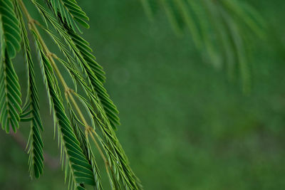 Close-up of fresh green plant