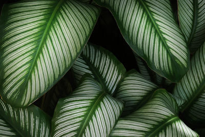 Pin stripe calathea leaves in dark tone color as natural abstract texture background