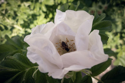 Close-up of white rose