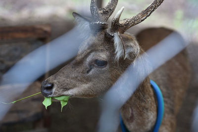 Deer stands on the ground in breeding farm