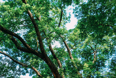 Low angle view of trees against sky