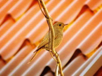 Close-up of a bird