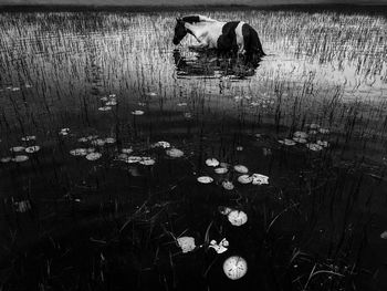 View of birds swimming in lake