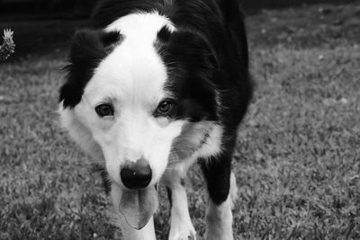 Close-up portrait of dog on field