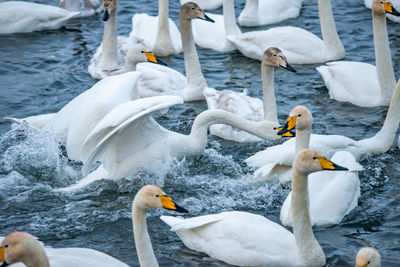 Swans swimming in lake