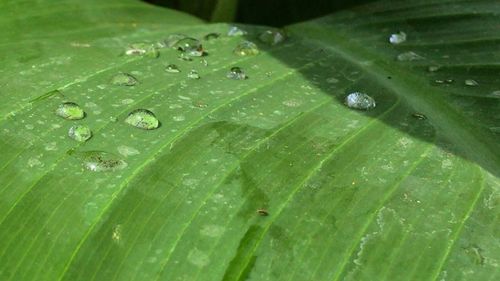 Close-up of raindrops on leaf