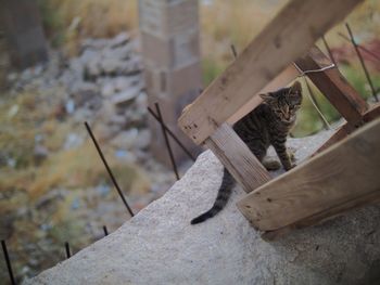 Close-up of cat on wood