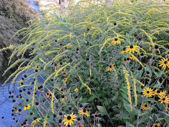 Close-up of yellow flowering plant on field