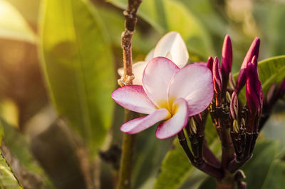 Close-up of pink flowering plant