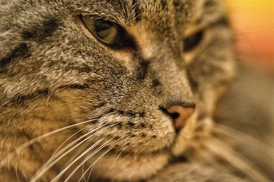 Close-up of cat looking away