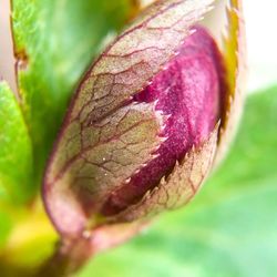 Close-up of pink leaves