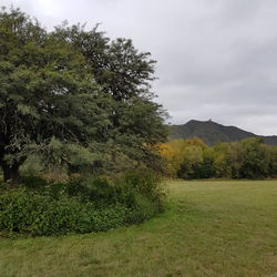 Trees on field against sky