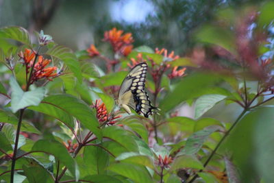 Close-up of giant swallowtail butterfly pollinating on flower
