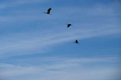 Low angle view of birds flying in sky