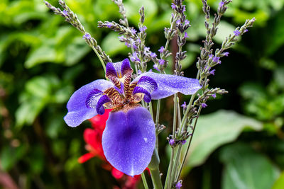 Close-up of purple flowering plant