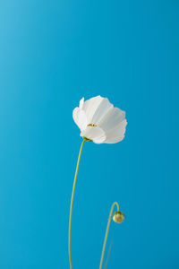 Close-up of white flower against clear blue sky