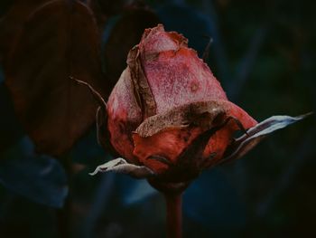 Still life flower