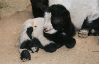 High angle view of two dogs