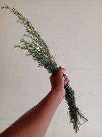 Midsection of woman holding plant