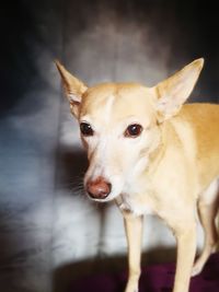 Close-up portrait of dog